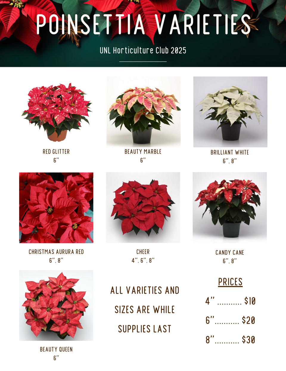 Horticulture Club's Varieties of Poinsettias for 2025 Sale