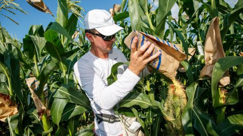 David Holding, Associate Professor of Agronomy and Horticulture, and his team is pollenating popcorn hybrids at their East Campus field. July 17, 2019. Photo by Craig Chandler / University Communication.