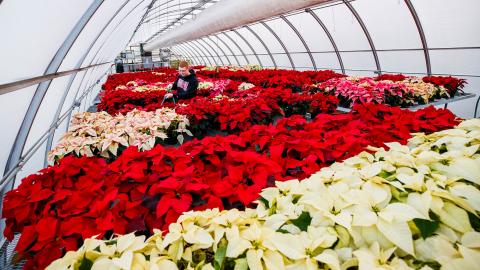 Horticulture senior Brandon Mars waters poinsettias in the Teaching Greenhouse West in 2019. Craig Chandler | University Communication