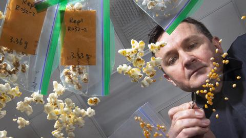 Nebraska's David Holding sorts popcorn on a light table in his Beadle Center lab.