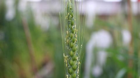 Wheat. Courtesy photo | P. Stephen Baenziger