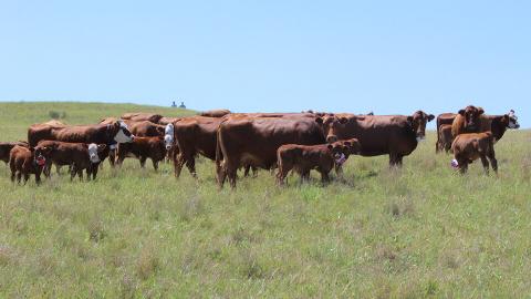 University of Nebraska–Lincoln researchers are using collars fitted with GPS and accelerometers to track the movements and behavioral patterns of beef cattle and how they link to efficient beef production systems. Natalie Jones | IANR Media