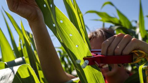 Sierra Conway, an undergraduate student at the University of Nebraska–Lincoln, collects RNA from a set of diverse corn varieties that her research team is growing and studying at the Department of Agronomy and Horticulture research fields in Lincoln. 