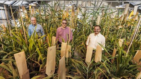 (From left) Nebraska’s Scott Sattler, Tomas Helikar and Joe Louis are researching sorghum genetics to develop plants that can fend off sugarcane aphids.