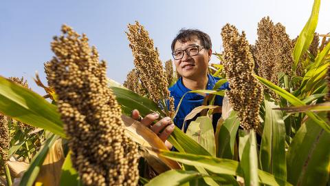 Jinliang Yang, assistant professor of agronomy and horticulture, is leading an effort to better understand sorghum’s genetic makeup to improve the crop’s nitrogen use efficiency.