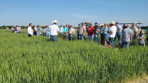 One of the wheat field tour stops in 2022 at the UNL High Plains Ag Lab. Chabella Guzman | Panhandle Research and Extension Center