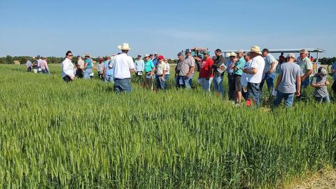 Farmers participate in a wheat variety field day at the university’s High Plains Agricultural Lab in Sidney in 2022.