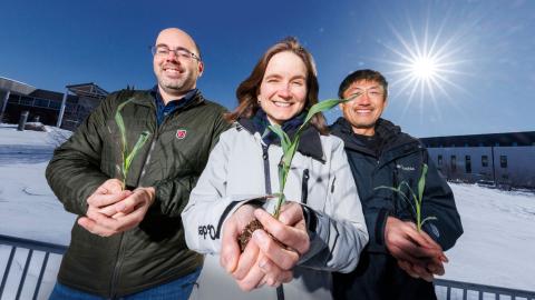 James Schnable (from left), Rebecca Roston and Toshihiro Obata hold young sorghum plants outside of the Bioscience Greenhouses on City Campus. The researchers are part of a $1.8 million grant from the National Science Foundation to try to boost the cold tolerance of sorghum, and eventually corn and other crops, by harnessing the power of the plant’s circadian rhythms.