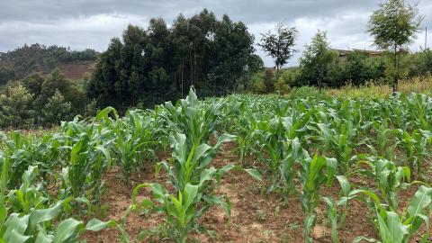 The collaborative study by UNL faculty and international partners analyzed a database of more than 14,000 smallholder cornfields across seven countries in Sub-Saharan Africa. This field is in Rwanda. | Patricio Grassini | Agronomy and Horticulture