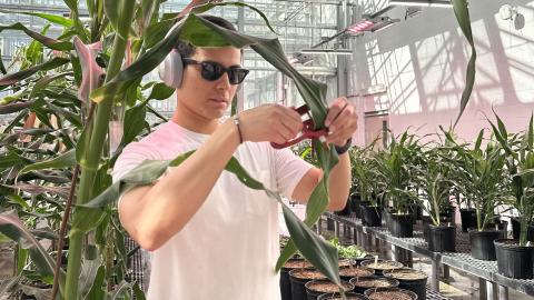 Vladimir Torres-Rodriguez, a postdoctoral associate in the Schnable Lab, developed and tested an innovative gene-analysis method, focusing on RNA, that greatly boosts the ability to identify corn genes.