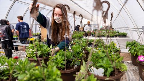 Taylor Cammack moves a finished hanging basket onto the rack so they can be watered during a club work session. Members of the horticulture club prepare plants in the greenhouses on east campus. The plants will be sold at their annual spring sale April 28–30. Craig Chandler | University Communication