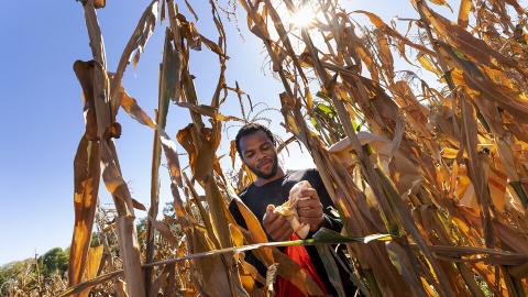 Grad student Jonathan Niyorukundo harvests an ear of corn in David Holding’s research field on East Campus.