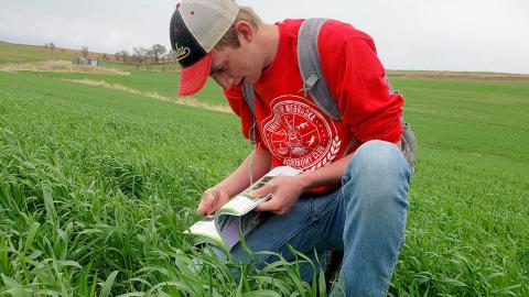 Chad Lammers, a senior plant biology major at Nebraska, scouts for weeds in a rye field on the family farm near Hartington, Nebraska. | Photo courtesy of Claire Schilmoeller