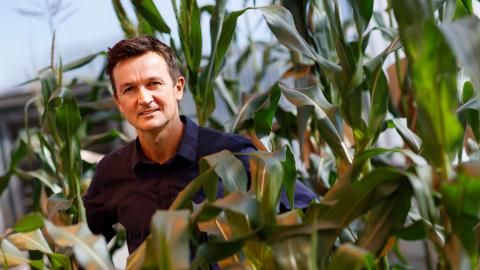 Dr. David Holding serves as associate department head in the Department of Agronomy and Horticulture at UNL and is also a member of the Center for Plant Science Innovation. UNL has been a leading institution in the global quest for Quality Protein Maize.
