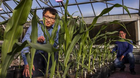 Nebraska's Jinliang Yang (left), Gen Xu and their colleagues have found evidence that a process known for turning genes off and on contributed to the emergence of important traits in modern-day maize.