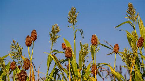 Sorghum growing in a research field on the northeast edge of Lincoln. A Nebraska team recently tested whether the method of delivering soil- and root-dwelling bacteria to sorghum could influence the growth of the cereal grain.