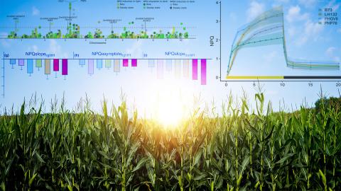 A summer’s worth of missed opportunities to harvest light can cost cornfields, and those who farm them, a sizable portion of the potential harvests they yield in the fall. New findings from Nebraska’s Kasia Glowacka and colleagues could help change that. Shutterstock / Kasia Glowacka / Scott Schrage