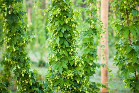 Hops contribute the bitter and aromatic flavors to beer. Recent increasing demand in specialty beers and locally sourced ingredients, compounded with the decline in worldwide hop production and commodity crop prices, has resulted in an increased interest in local hop production.