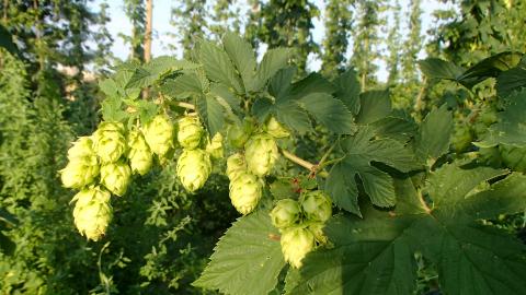 A hops field day will be held Aug. 21 at the West Central Research, Extension and Education Center in North Platte.