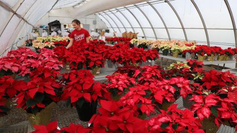 Elaina Madison, now a senior plant and landscape systems major, checks on the Horticulture Club’s poinsettias in the Teaching Greenhouse West before customers arrive for the plant sale in 2021.