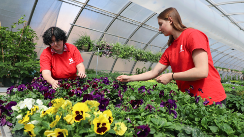 Senior plant and landscape systems majors Briezy Kroeger, left, and Elaina Madison tend to plants for the spring bedding plant sale in the East Campus greenhouse. 