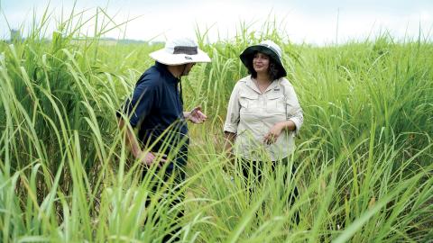 HudsonAlpha researcher Kankshita Swaminathan, right, and Illinois Crop Sciences Professor Erik Sacks, CABBI's Deputy Theme Leaders for Feedstock Production, check out a field of miscanthus.  HudsonAlpha