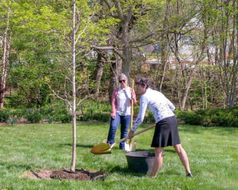 Kim Todd helps plant a Table Rock sugar maple tree near the Founders’ Garden with Victoria Schoell-Schafer, horticulture director, at Lauritzen Gardens April 26. Courtesy Lauritzen Gardens