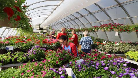 Shoppers choose from a variety of bedding plants at the 2023 Horticulture Club plant sale.