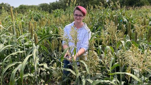 Ryleigh Grove, a North Star High School senior, measures leaf angles of sorghum for research project in the Schnable Lab as part of Young Nebraska Scientists summer program. James Schnable | Agronomy and Horticulture