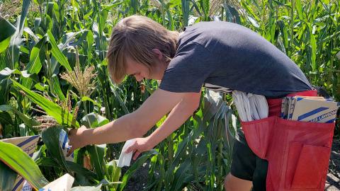 William Anderson, a freshman plant and landscape systems major from Gothenburg, Nebraska, cross-pollinates two different lines of corn during research with Professor David Holding in plots on East Campus.
