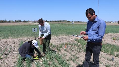 Graduate students Grace Emperatriz Pacheco Jiron (left), Bridget McKinley, and Vesh R. Thapa, UNL postdoctoral research associate, gather forage samples at PREEC cover crop plots. Chabella Guzman | Panhandle Research Education and Extension Center