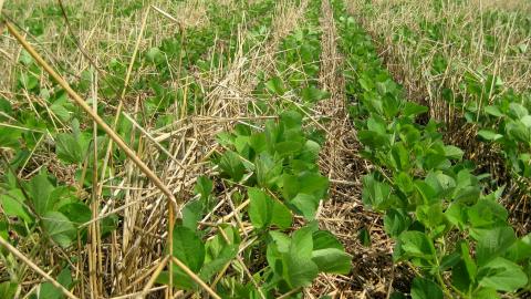 Cover crops do far more than cover soils. They provide an array of benefits, such as the ability to reduce soil erosion and increase soil health. They can help attract pollinators, repel pests, turn into ‘green manure,’ or can be used as feed for livestock.
