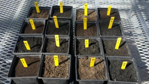 University of Nebraska-Lincoln researchers compared the amount of lead taken up by lettuce planted in highly leaded soil, plain agricultural soil, and soil with biochar and coffee grounds added.