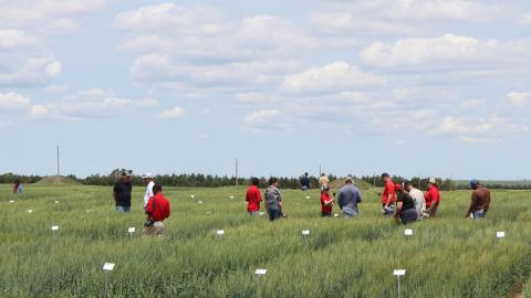 Growers and extension educators at a wheat plot at last year’s HPAL Wheat Variety Tour. Photo by Chabella Guzman