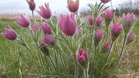 Pasqueflower is a sure sign of spring.