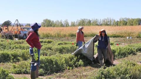 UNL students Kasun Lakmini (left), Piumi Ishara and Sujani De Silva harvest spearmint at the Panhandle Research, Extension and Education Center in Scottsbluff on Oct. 9, 2023. Photo by Chabella Guzman | PREEC Communications