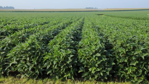 Nebraska will host the Cellular and Molecular Biology of the Soybean Conference Aug. 10-13.