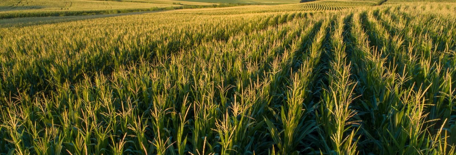 Corn Field - Copyright University of Nebraska 2023