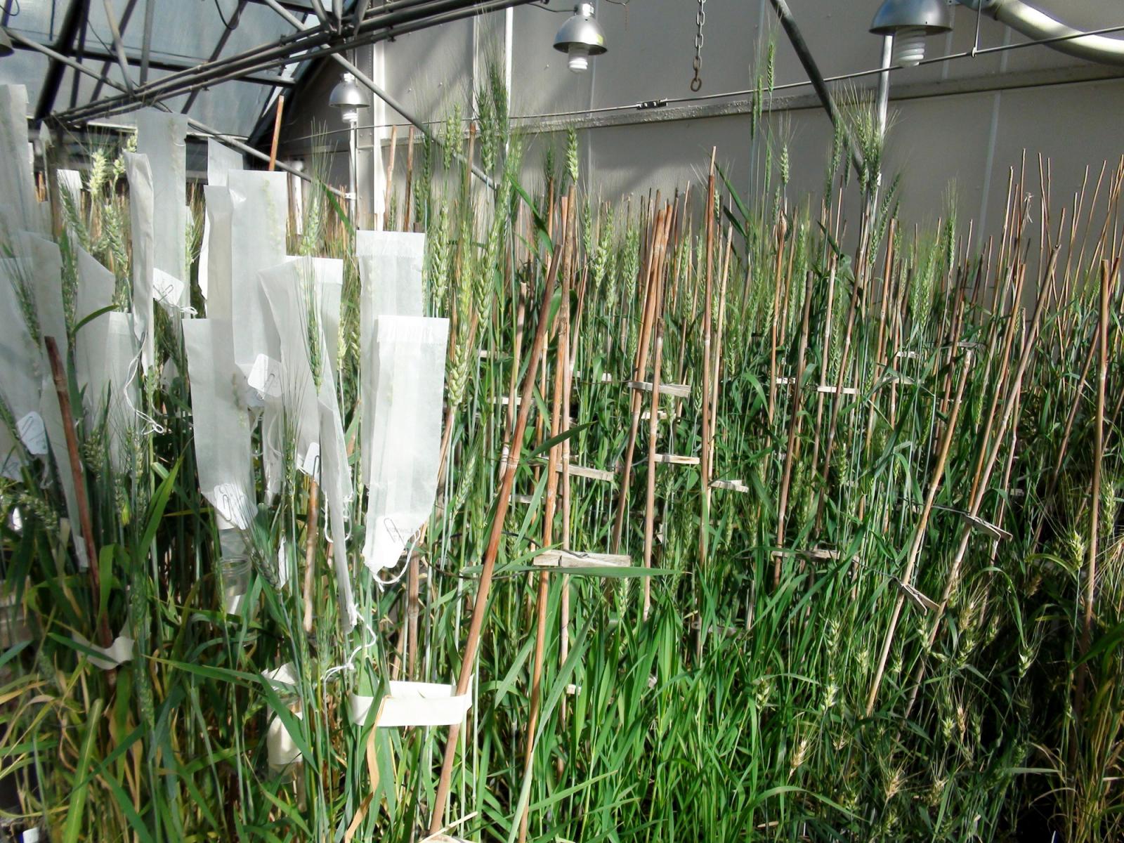 Plant breeding in greenhouse