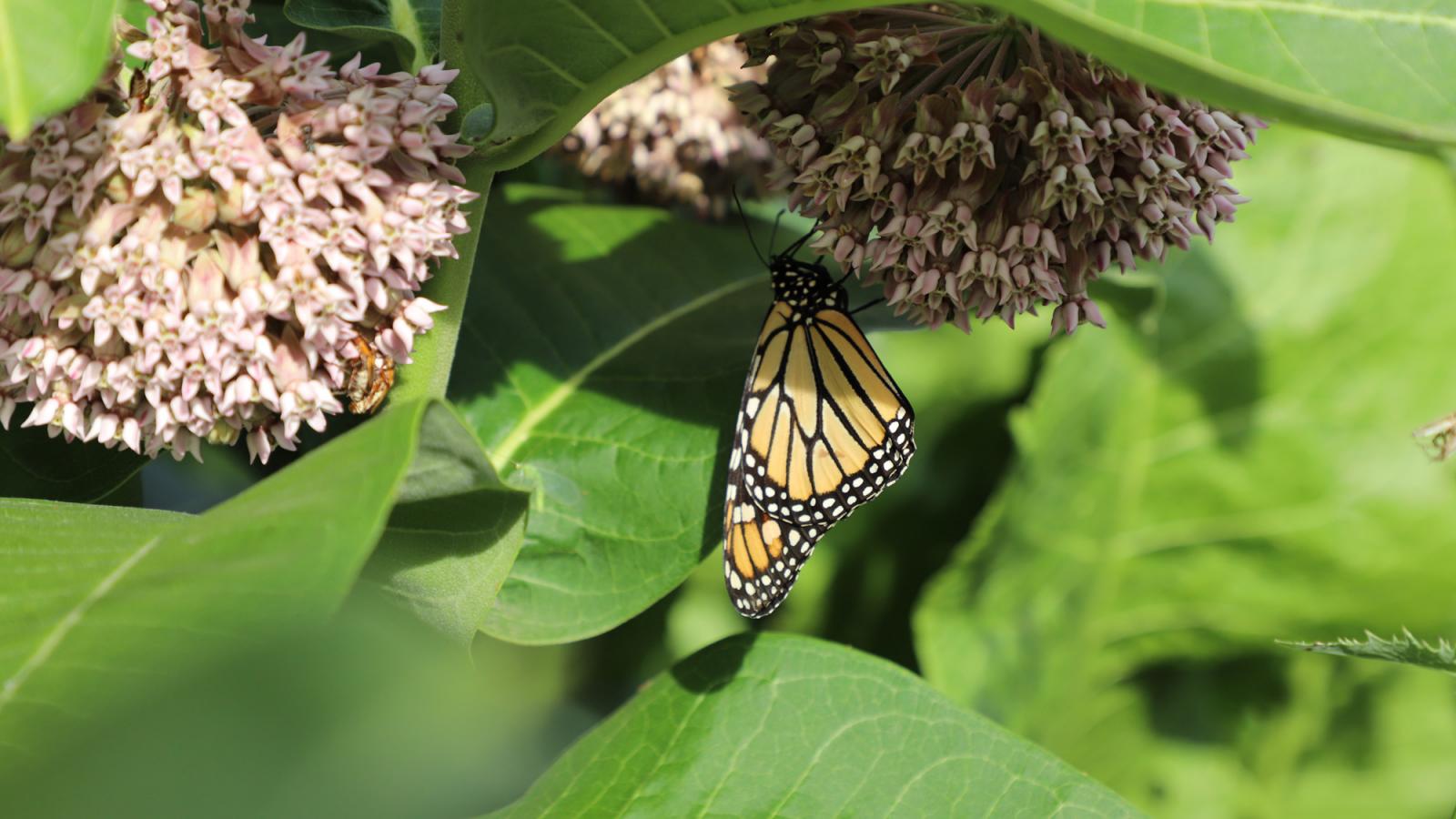 milkweed and monarch butterfly