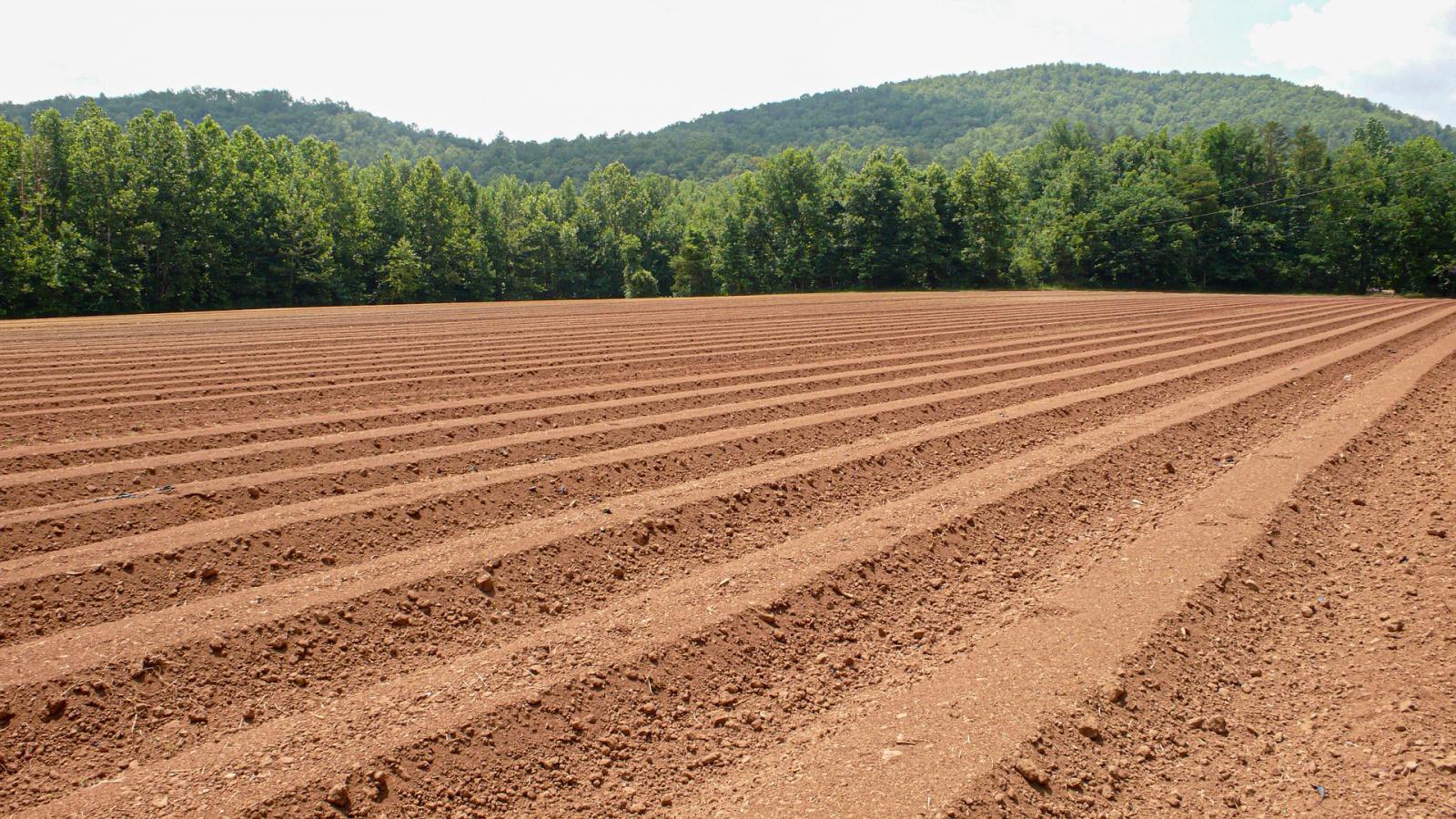 soil in field