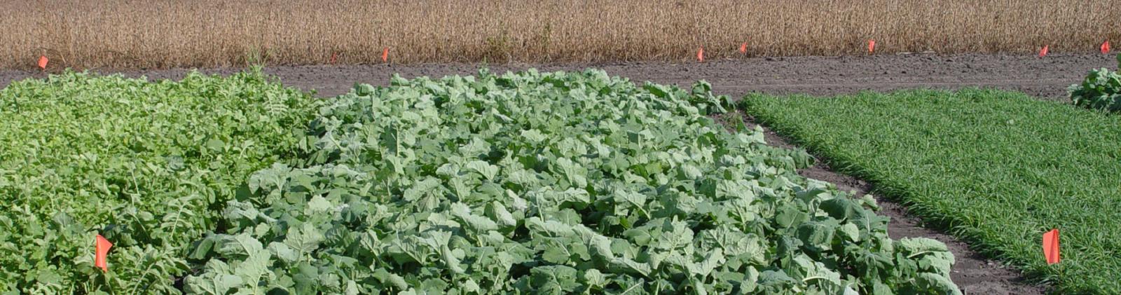 Wortman Research Cover Crops