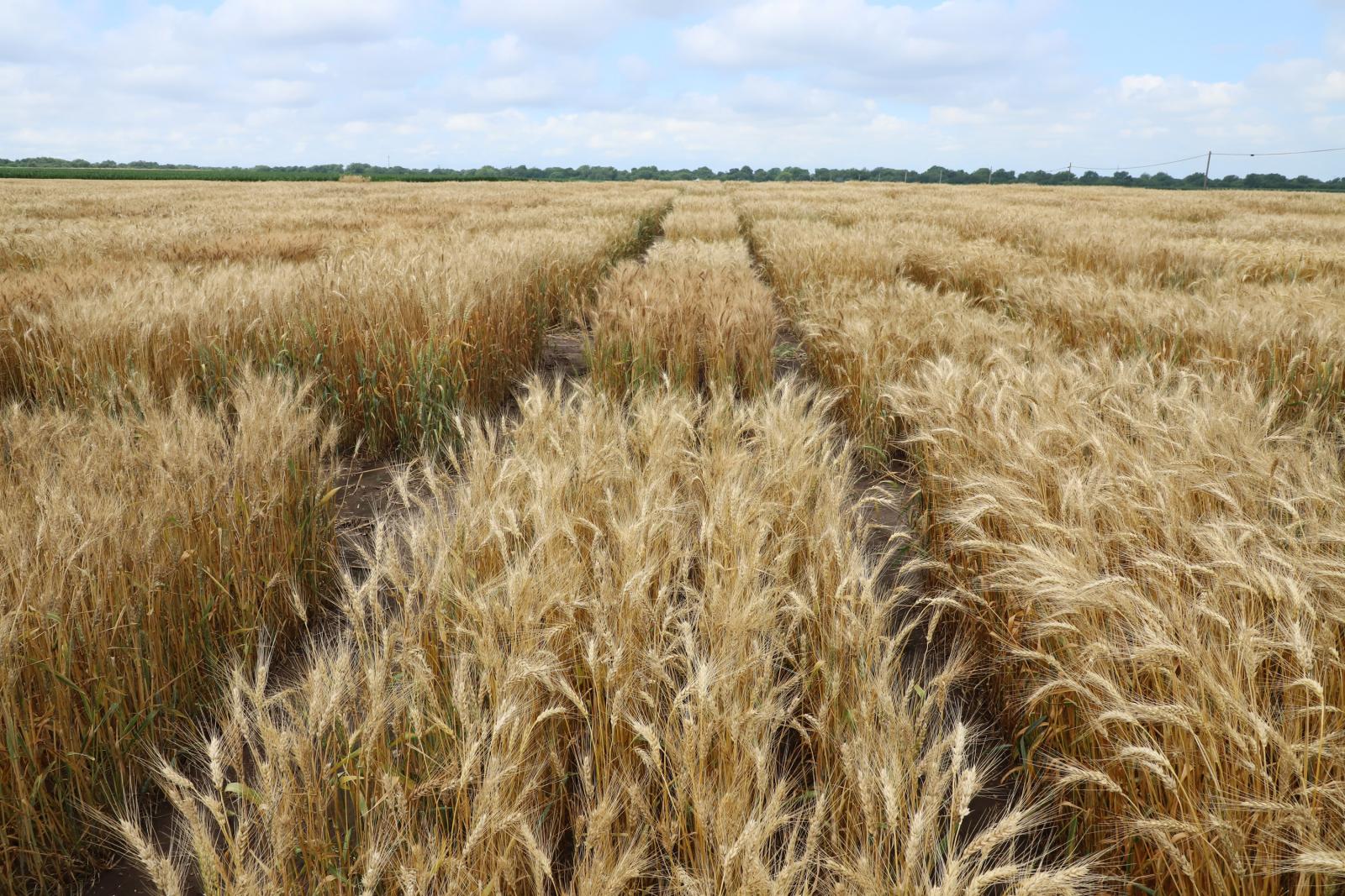 Small Grains Breeding for Organic Systems
