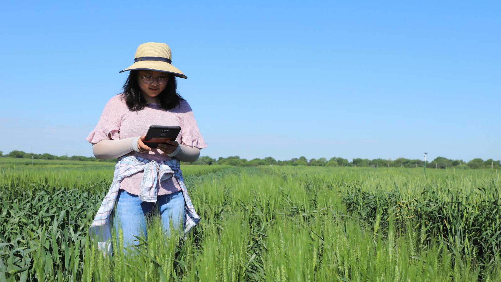 Fang Wang recording data in wheat field