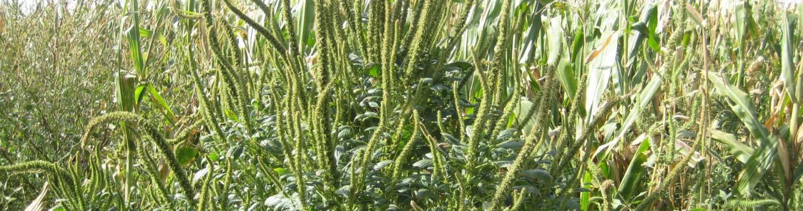 Atrazine/Glyphosate-Resistant-Resistant Palmer amaranth Management Field Day