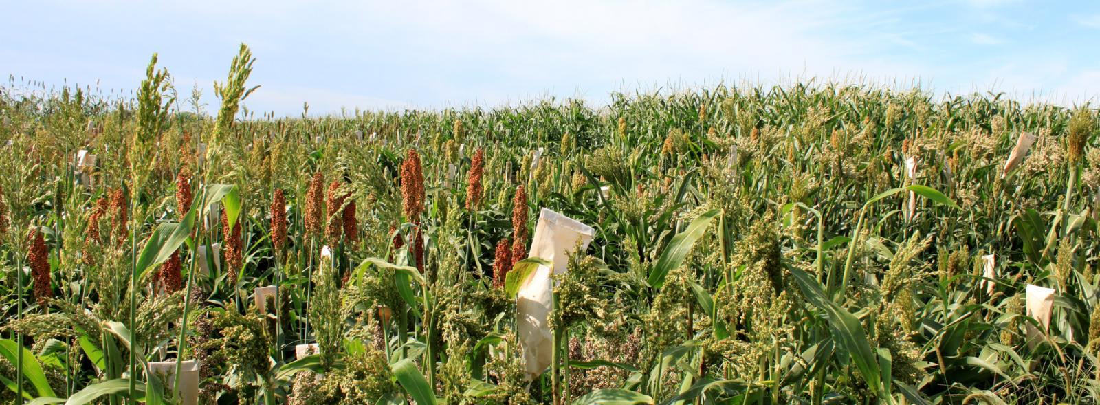 Sorghum field with weeds