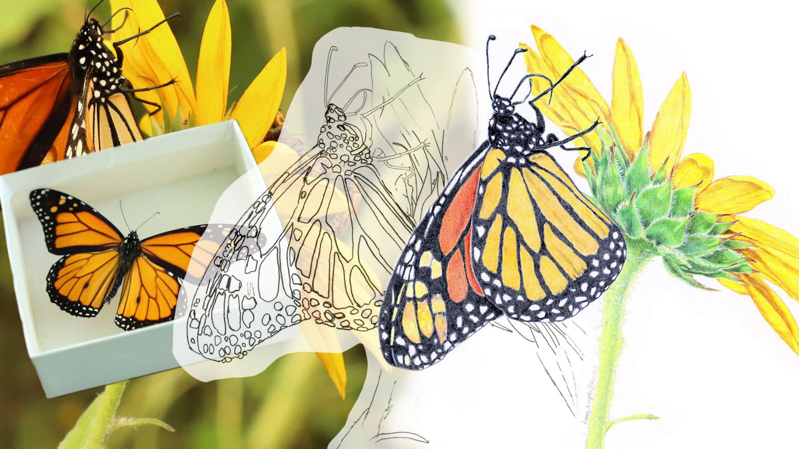 Scientific illustration of sunflower and monarch