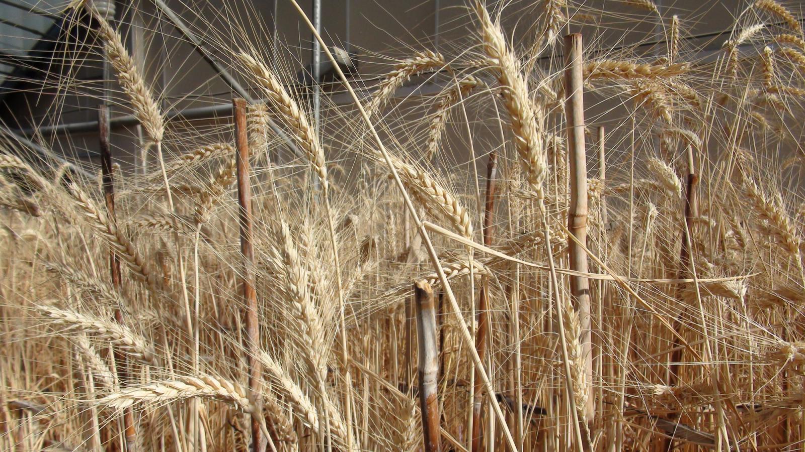 wheat breeding