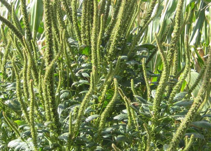 Glyphosate-Resistant Palmer amaranth Management Field Day